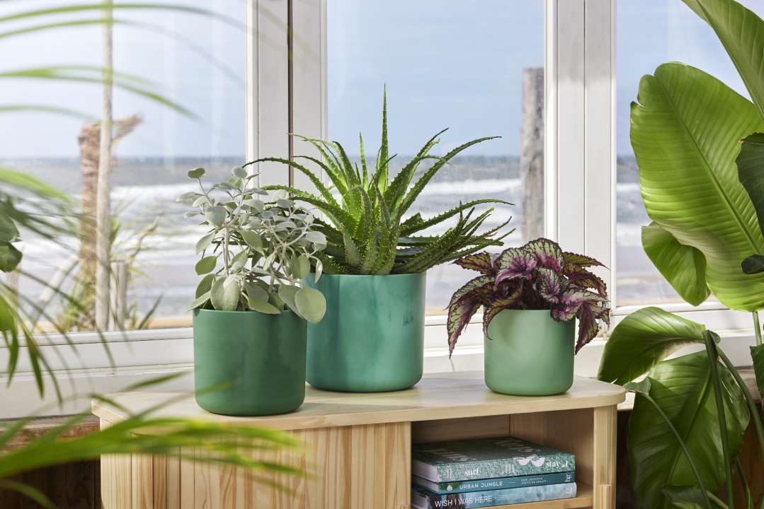 Mooie pot voor je plant kopen? | Bestel op Tuincentrumoutlet.com
