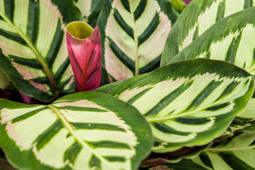 Die Qualität ist 100% Bloembak Paris - cm 100 Antraciet Outlet Ecopots Tuincentrum Donkergrijs