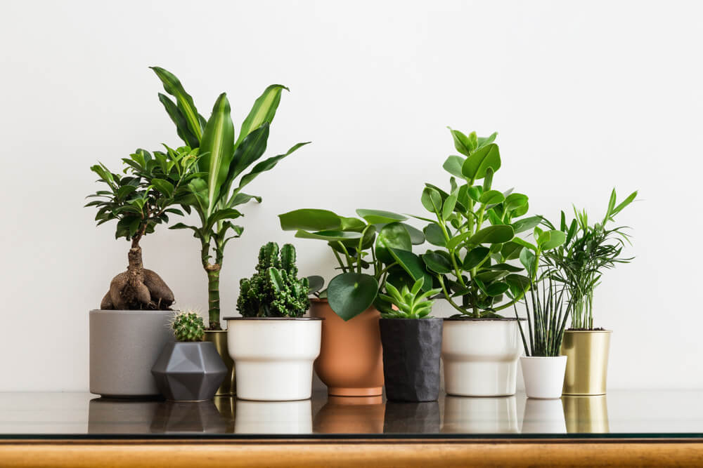 Bloempotten plantenbakken voor binnen - Tuincentrum Outlet