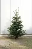2020 Abies nordmanniana 200-250 cm