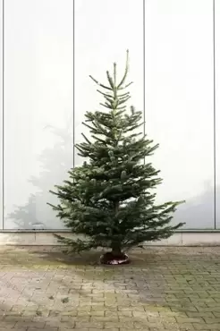 2020 Abies nordmanniana 200-250 cm - afbeelding 1