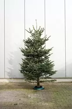 2020 Abies nordmanniana 250-300 cm - afbeelding 2