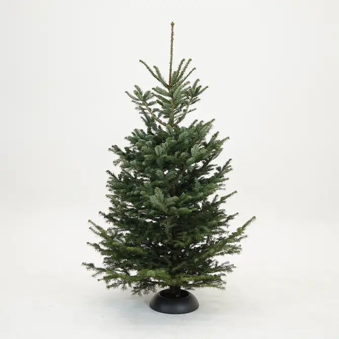 Abies nordmanniana 150-200cm gezaagd - afbeelding 1