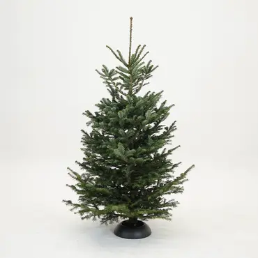 Abies nordmanniana 150-200cm gezaagd - afbeelding 1