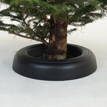 Abies nordmanniana 150-200cm gezaagd - afbeelding 3