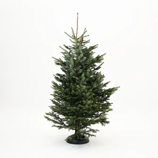 Abies nordmanniana 200-250cm gezaagd - afbeelding 1