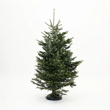 Abies nordmanniana 200-250cm gezaagd - afbeelding 1