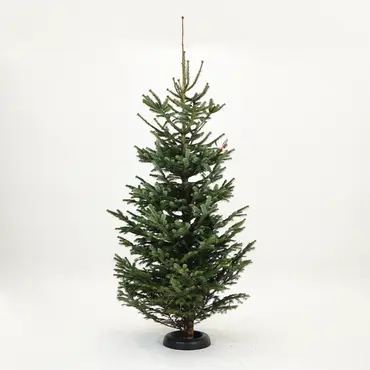 Abies nordmanniana 250-300 cm gezaagd - afbeelding 1