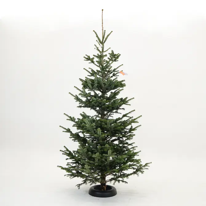 Abies nordmanniana 250cm gezaagd - afbeelding 1