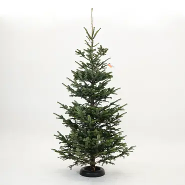 Abies nordmanniana 250cm gezaagd - afbeelding 1