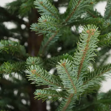 Abies nordmanniana 250cm gezaagd - afbeelding 2