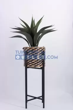 agave i pot h60cm groen met plant, noach, tuincentrumoutlet