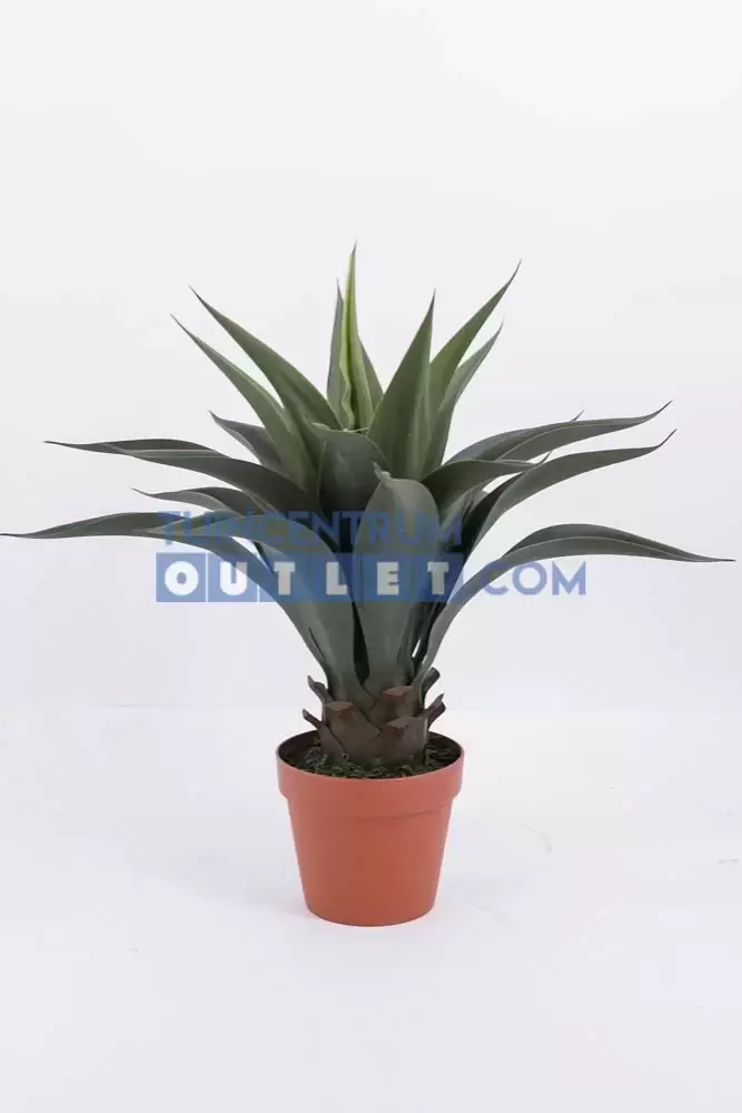 agave i pot 1, noach, tuincentrumoutlet