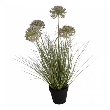 Allium gras 4 toppen h57cm groen www.tuincentrumoutlet.com