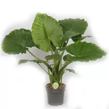 Alocasia Gageana California, Plant Collect, www.tuincentrumoutlet.com