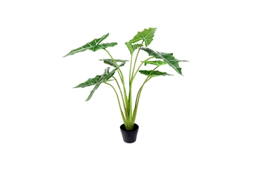 Alocasia Sarian L groen, Tuincentrumoutlet