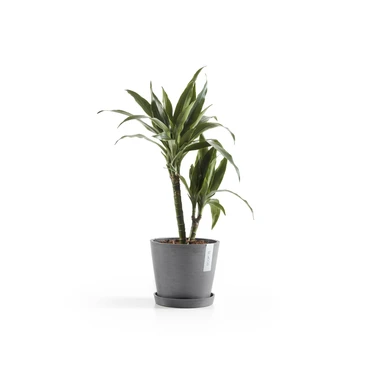Amsterdam 18 Grijs sfeerbeeld met onderschotel, Ecopots, tuincentrumoutlet.com