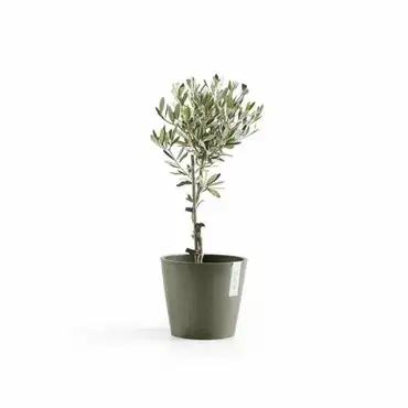 Amsterdam 18 Kaki plant, Ecopots, Tuincentrumoutlet.com