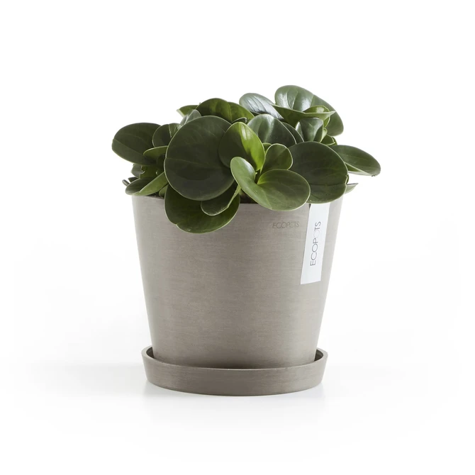 Amsterdam 18 Taupe sfeer met onderschotel, Ecopots, tuincentrumoutlet.com