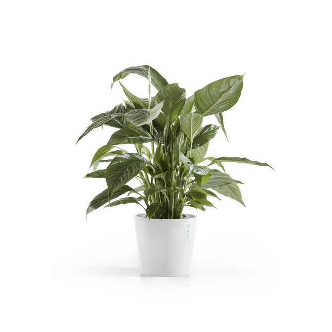 Amsterdam 18 Wit sfeer, Ecopots, tuincentrumoutlet.com