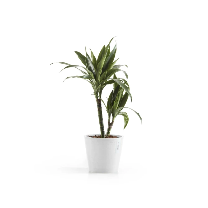 Amsterdam 18 Wit sfeerbeeld, Ecopots, tuincentrumoutlet.com