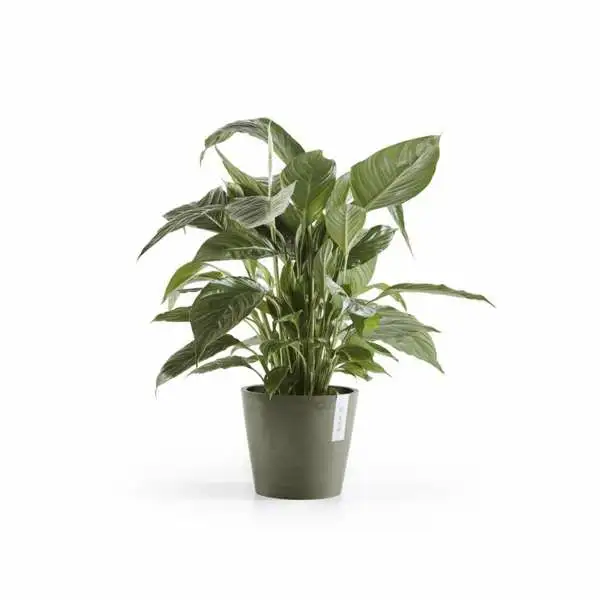 Amsterdam 20 Kaki plant, Ecopots, Tuincentrumoutlet.com