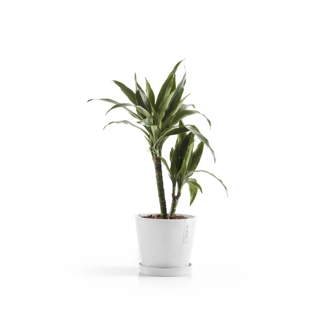 Amsterdam 20 Wit sfeerbeeld met onderschotel, Ecopots, tuincentrumoutlet.com