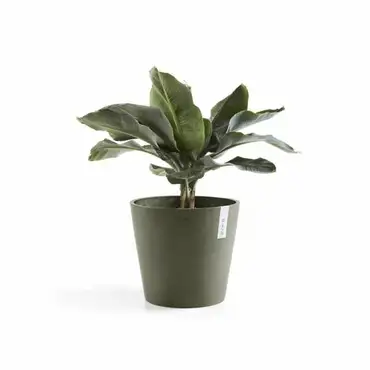 Amsterdam 25 Kaki plant, Ecopots, Tuincentrumoutlet.com