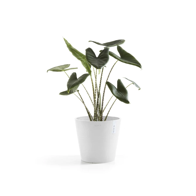 Amsterdam 25 Wit sfeer, Ecopots, tuincentrumoutlet.com
