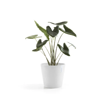 Amsterdam 25 Wit sfeer, Ecopots, tuincentrumoutlet.com