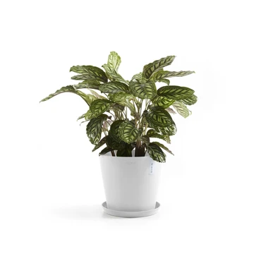 Amsterdam 25 Wit sfeer met onderschotel, Ecopots, tuincentrumoutlet.com