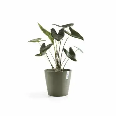 Amsterdam 30 Kaki plant, Ecopots, Tuincentrumoutlet.com