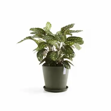 Amsterdam 30 Kaki sfeer, Ecopots, Tuincentrumoutlet.com