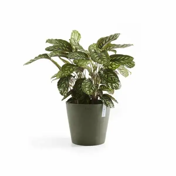 Amsterdam 40 Kaki plant, Ecopots, Tuincentrumoutlet.com