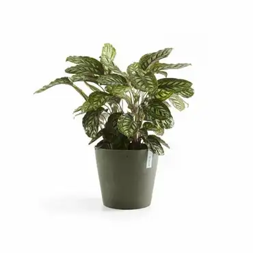 Amsterdam 40 Kaki plant, Ecopots, Tuincentrumoutlet.com