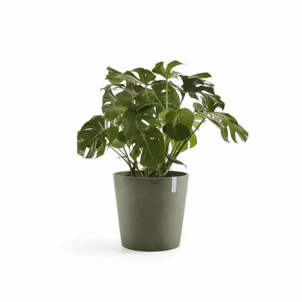 Amsterdam 50 Kaki plant, Ecopots, Tuincentrumoutlet.com