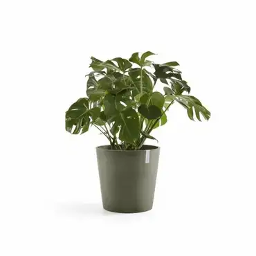 Amsterdam 50 Kaki plant, Ecopots, Tuincentrumoutlet.com