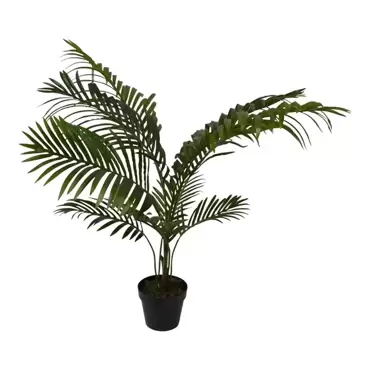 Areca - 100 cm - afbeelding 4