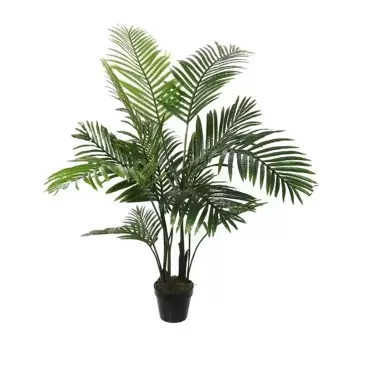 Areca in pot - 18 x 120cm