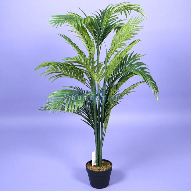 areca palm i pot1.1, noach, tuincentrumoutlet