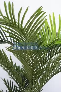 areca palm i pot , noach, tuincentrumoutlet