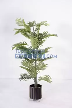 areca palm i pot, noach, tuincentrumoutlet