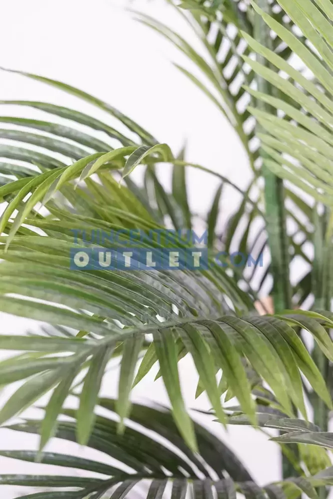 areca palm i pot close up, noach, tuincentrumoutlet