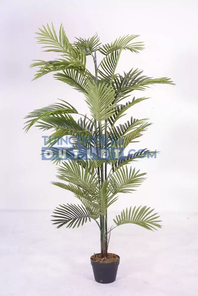 areca palm i pot groot, noach, tuincentrumoutlet