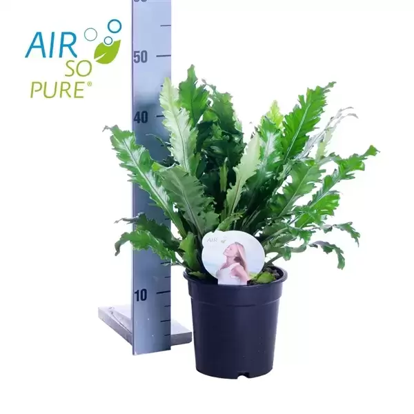 Asplenium Campio ASP p17, Plant Collect, www.tuincentrumoutlet.com