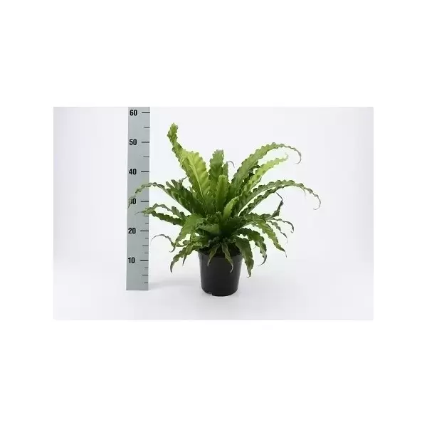 Asplenium Osaka ASP p17, Plant Collect, www.tuincentrumoutlet.com