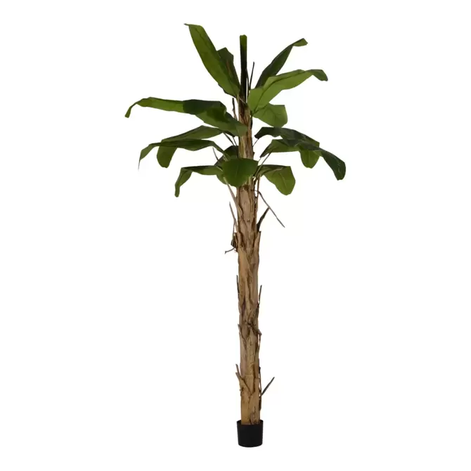 Banana palm - 240cm