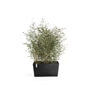 Paris Dark Grey 60 sfeer, Ecopots, tuincentrumoutlet