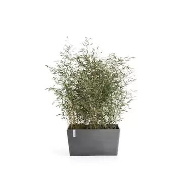 Paris Grey 100 sfeer, Ecopots, tuincentrumoutlet