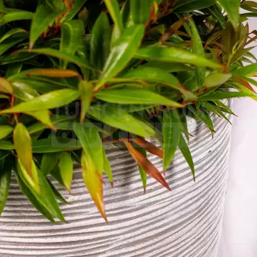 Bloempot Bol Rib Ivoor Wit 35 34 Capi Europe + Leucothoe - afbeelding 3